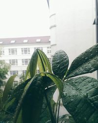 Plants growing in front of building