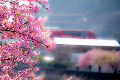 Close-up of pink cherry blossom tree