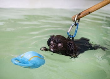 High angle view of dog in water