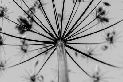 Low angle view of dandelion against sky