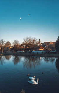 Ducks in a lake