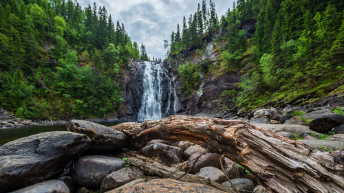 Scenic view of waterfall in forest