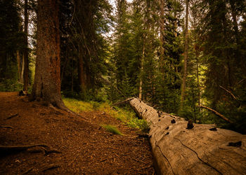 A fallen tree in a forest.