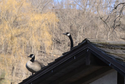 Geese on a roof