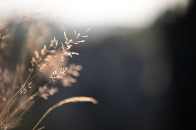 Close-up of flowering plant on field against sky