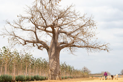 Bare tree on field against sky