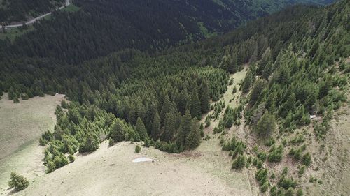 High angle view of pine tree