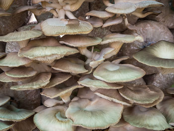 Full frame shot of mushrooms