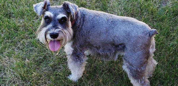 High angle view of dog on field