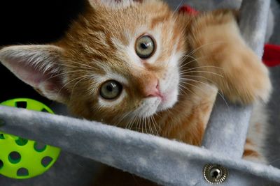 Close-up portrait of a cat