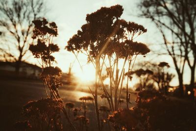 Close-up of plants against sky at sunset