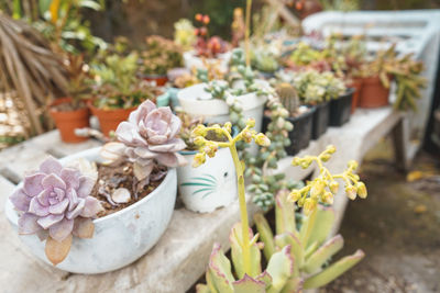 Close-up of potted plant