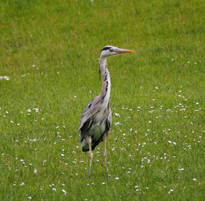 High angle view of gray heron perching on field