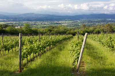 Scenic view of vineyard against sky