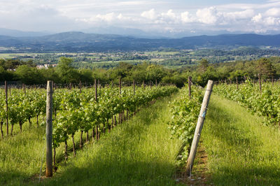 Scenic view of vineyard against sky