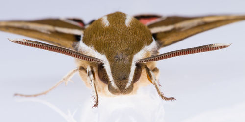 Close-up of butterfly