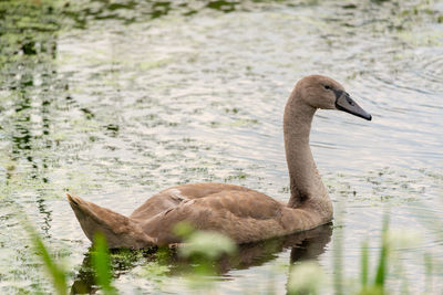 Swan swimming in lake