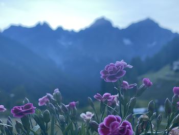 Close-up of pink flowering plant against sky