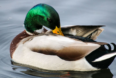 Close-up of mallard duck preening on lake