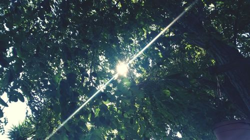 Low angle view of sunlight streaming through trees in forest