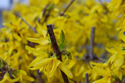 Close-up of yellow flowering plant