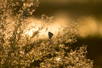 Low angle view of bird flying against sky during sunset