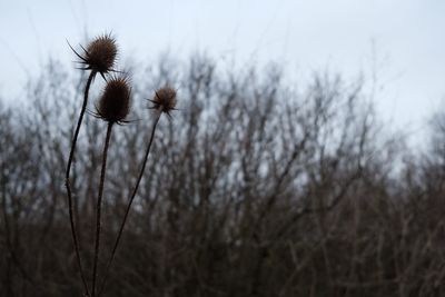 Close-up of dried thistle against sky
