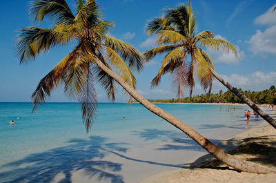 Palm trees on beach against sky