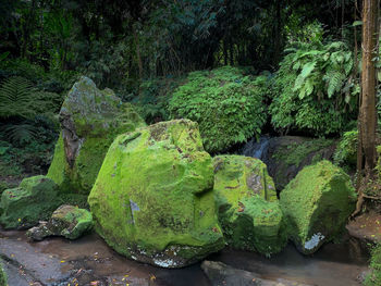 Moss growing on rocks in forest