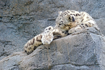 Cat lying on rock