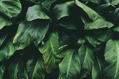 Green foliage on dark background