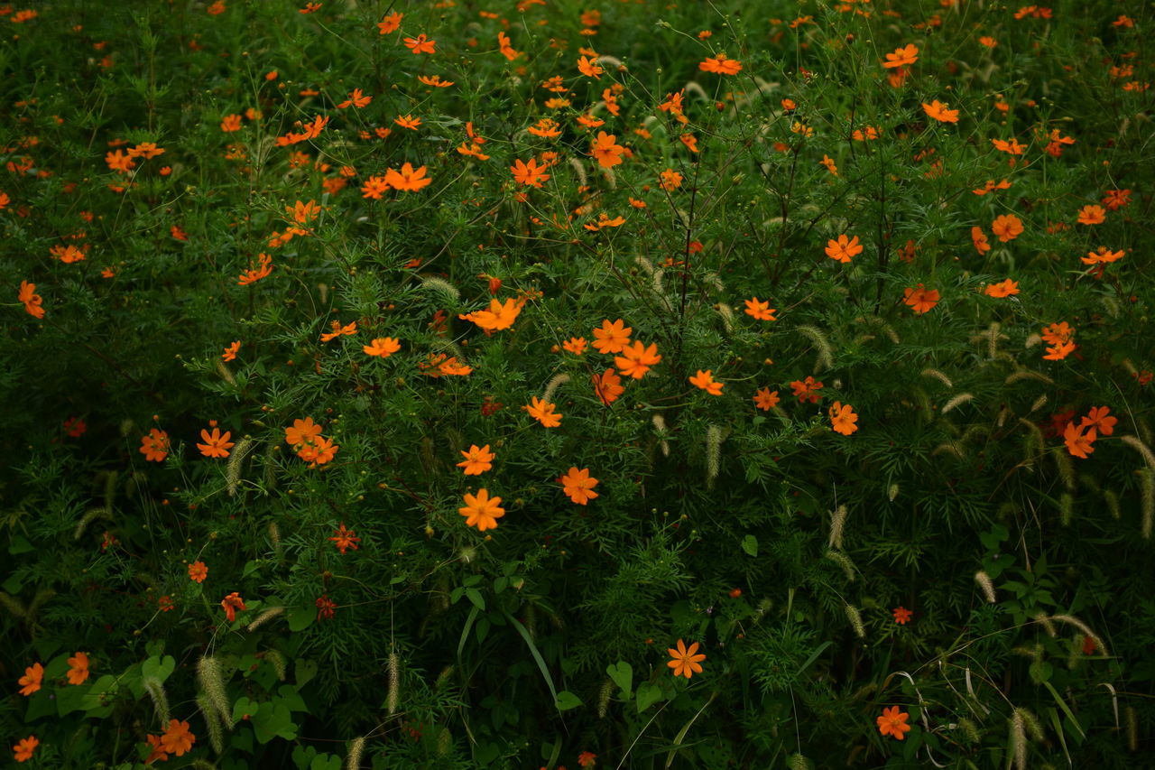 flower, leaf, high angle view, season, freshness, beauty in nature, fragility, growth, nature, tranquility, orange color, field, green color, botany, day, springtime, tranquil scene, vibrant color, blossom, abundance, full frame, in bloom, petal, scenics, outdoors, wildflower, large group of objects, non-urban scene, lush foliage, plant life