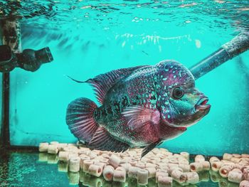 Fish swimming in sea