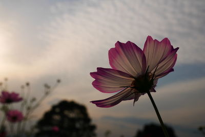 Close-up of pink cosmos flower against sky