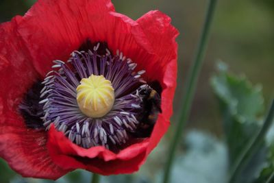 Close-up of red rose flower