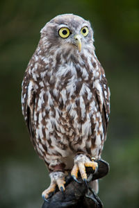 Close-up portrait of owl perching outdoors