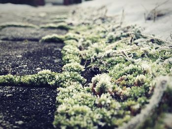 Close-up of plant growing on field