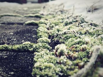 Close-up of moss growing on rock