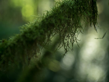 Close-up of moss covered tree branch