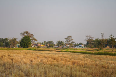 Scenic view of field against clear sky