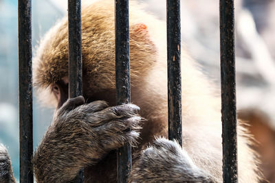 Close-up of monkey in cage at zoo