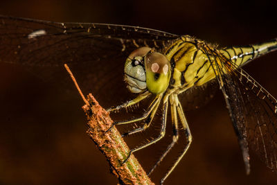 Close-up of spider