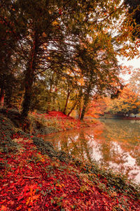 View of autumnal trees in the forest