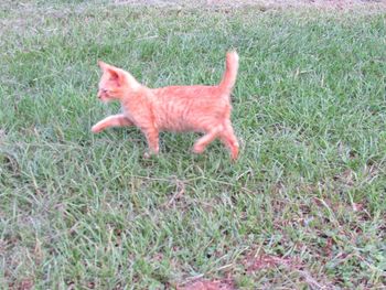 Full length of a cat running on grass