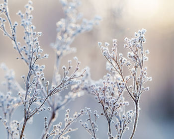 Close-up of snow against sky