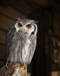 Close-up of owl perching outdoors