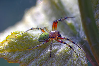 Close-up of insect on plant