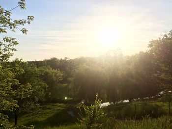 Scenic view of trees against sky