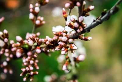 Close-up of flowering plant against blurred background