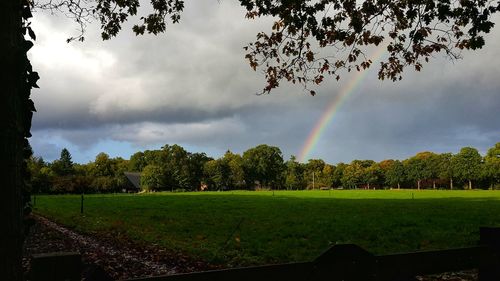 Trees on field against rainbow in sky